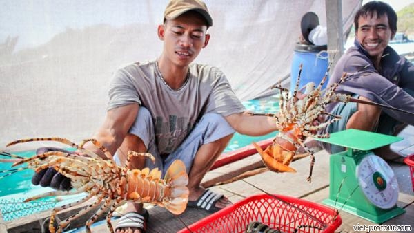 Tour Du Lịch Bình Ba Giá Rẻ Đảo Tôm Hùm 3 ngày 2 đêm